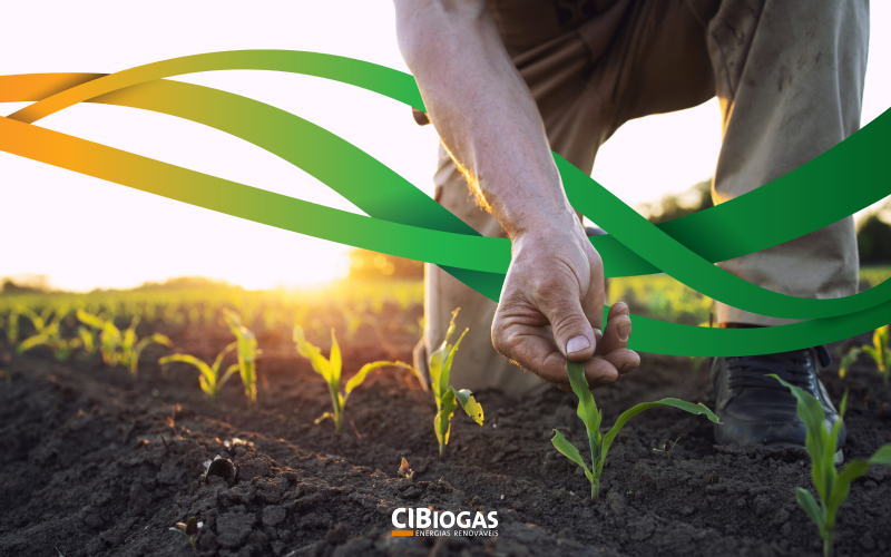 How does biogas contribute to sustainable agriculture from biofertilizers?