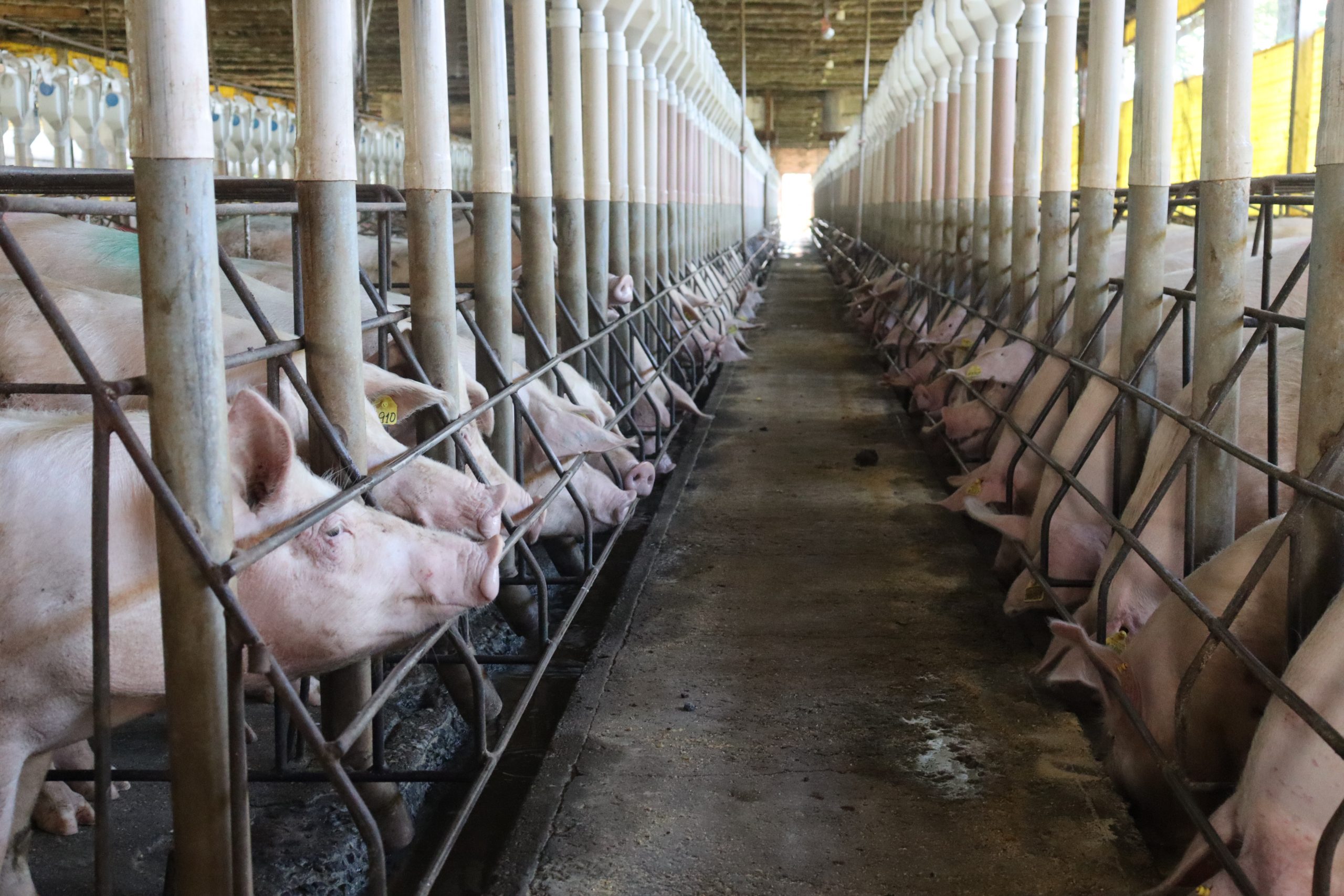 Pig farming and Biogas